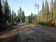 Boy's solo adventure in rainforest