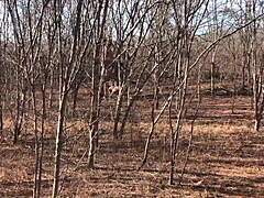 The full video is available on red or paid platforms.