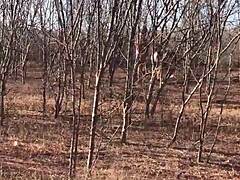 The full video is available on red or paid platforms.