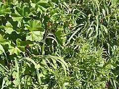 i made gretala squirt in the meadow cave