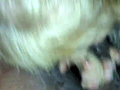 Trimmed Video Clip Of A Casual Blowjob Scene
