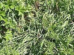 i made gretala squirt in the meadow cave