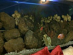 gal licking his cock gives delight