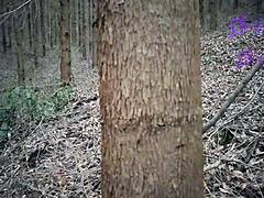 tatiana morales eaten by wolf