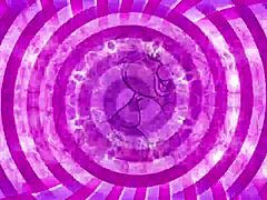 один запутанный сиси исследует новые идеи