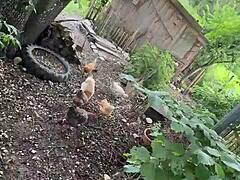 Cool chicken feeding station tattoo idea