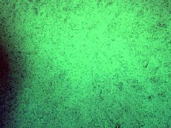 thong try on with ass shaking tease