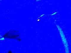 under the blacklight, this chick with black feet gives an intense footjob, sucking on toes and all that fetish stuff