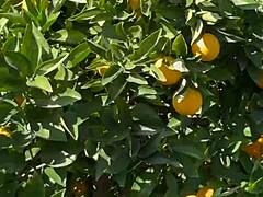 free sfw version of first pornlog with cute blonde