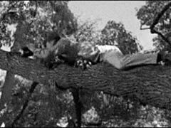 Disgruntled Housewife Threesome