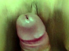 widow's new companionship