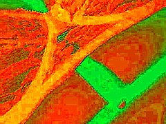 Exotic Bluee Pussy Lick