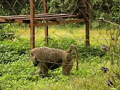 African Adultery Fuck