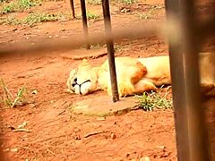 African Adultery Fuck