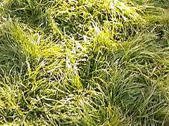 neighbor cunnilingus thanks