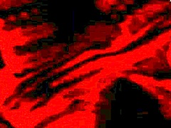 homemade wedding fuck