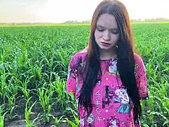 nervous cornfield cock