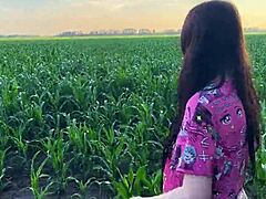 nervous cornfield cock