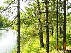 Stepsis Forest Swallow