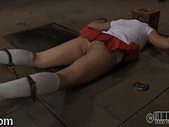 Leather Pet Tame