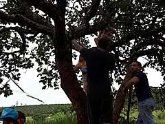 Public Tree Fuck