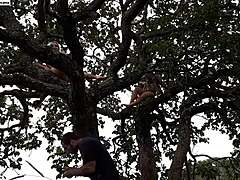 Public Tree Fuck